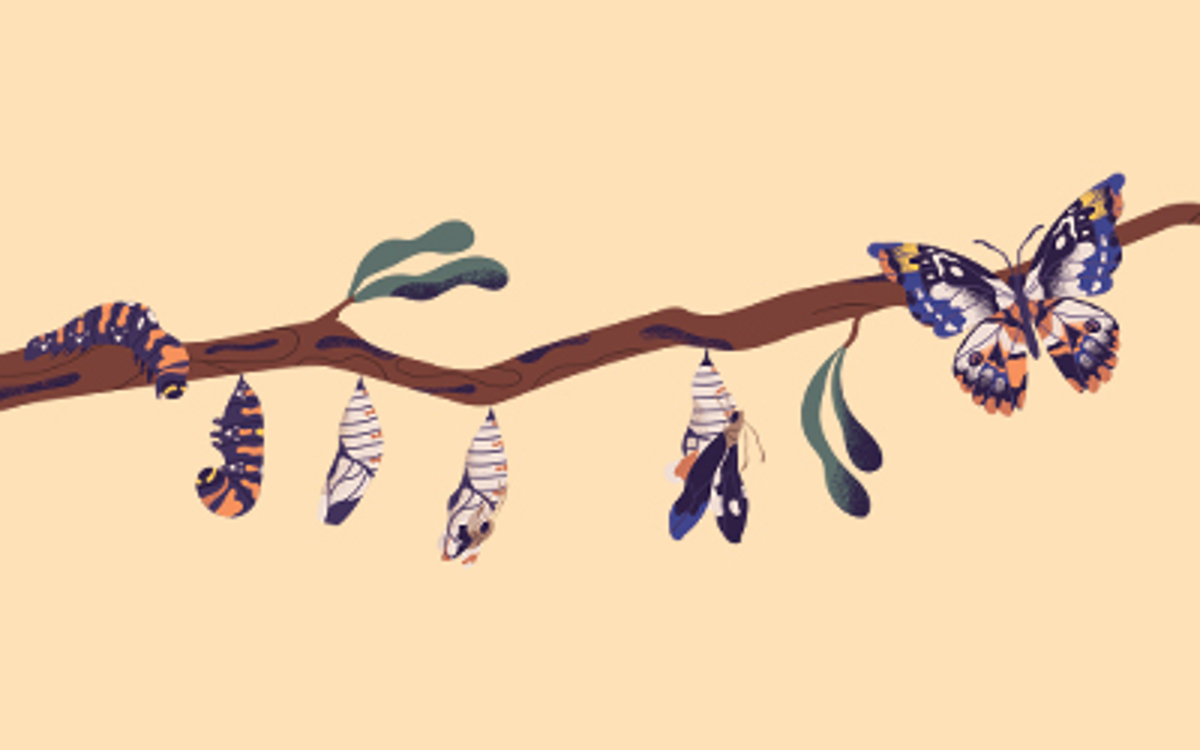 Illustration showing butterfly coming out of cocoon