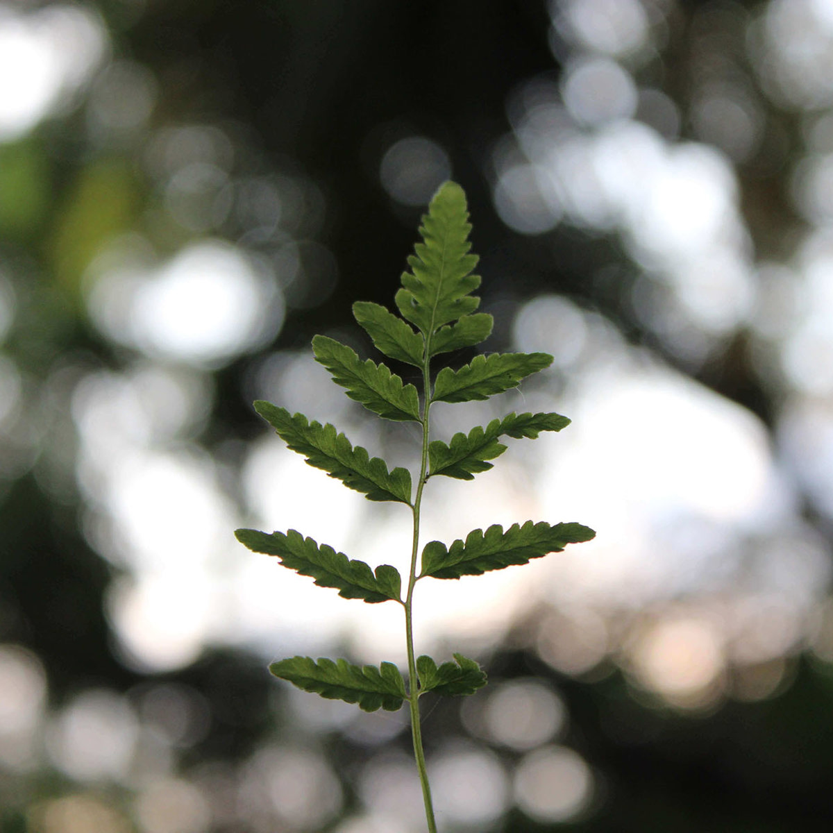 vision of plant growing